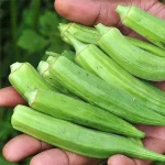 نشا بامیه رستاک نشا - تصویر 2