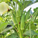 نشا بامیه رستاک نشا - تصویر 4