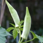 نشا بامیه رستاک نشا - تصویر 3