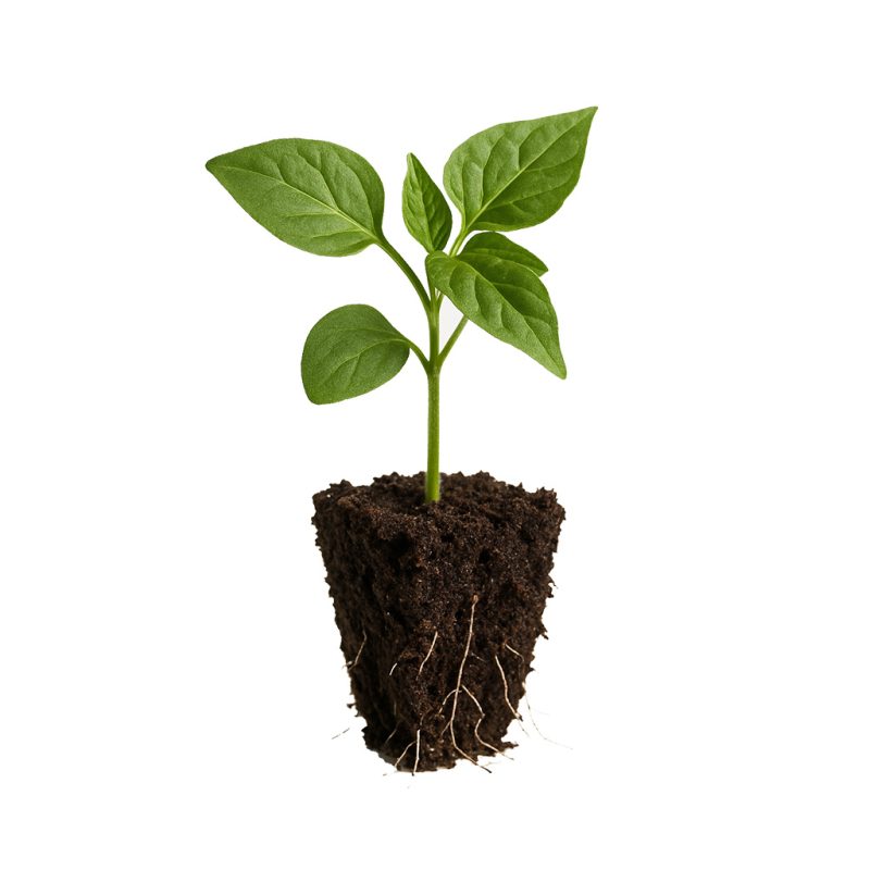 نشا فلفل رستاک نشا