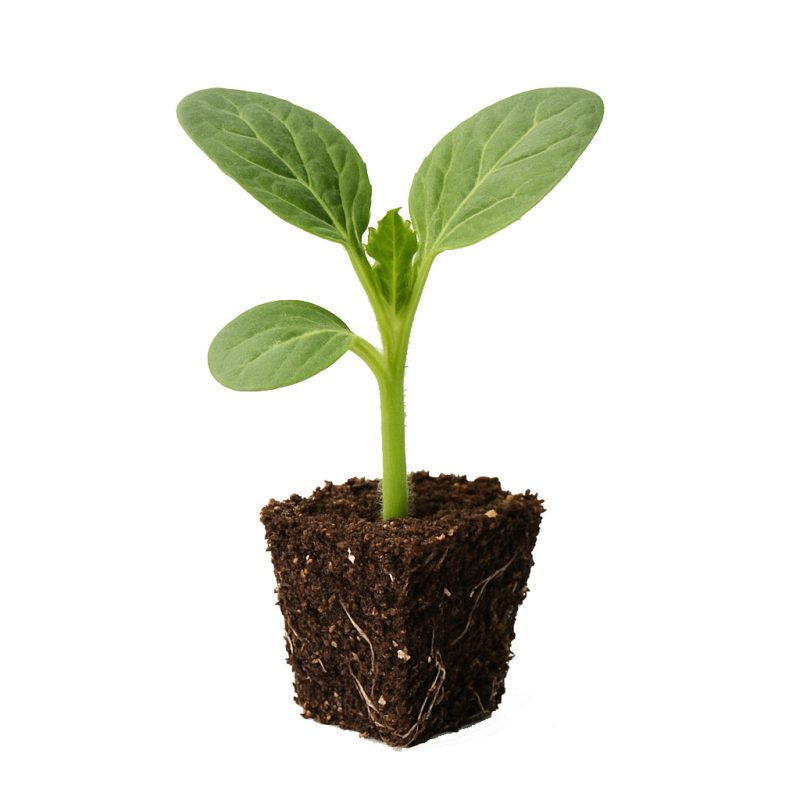 نشا هندوانه رستاک نشا